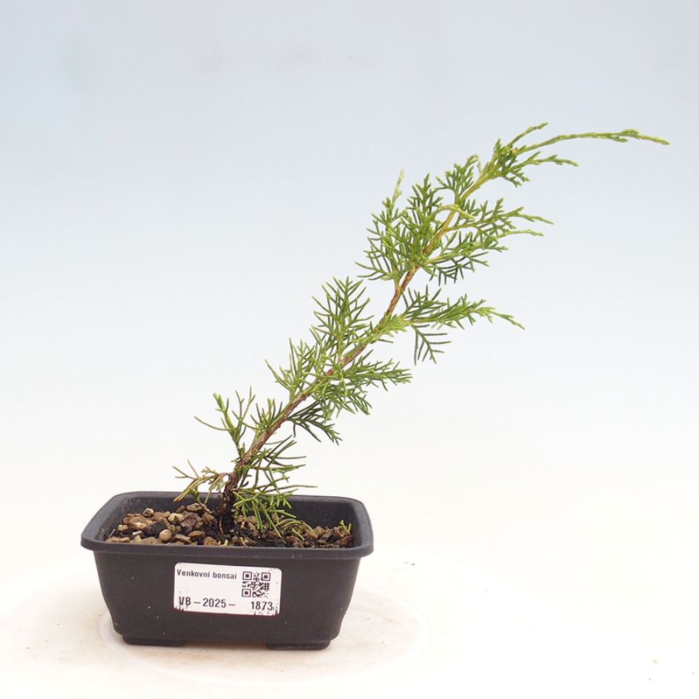 Bonsaï d'extérieur - Juniperus chinensis Itoigawa