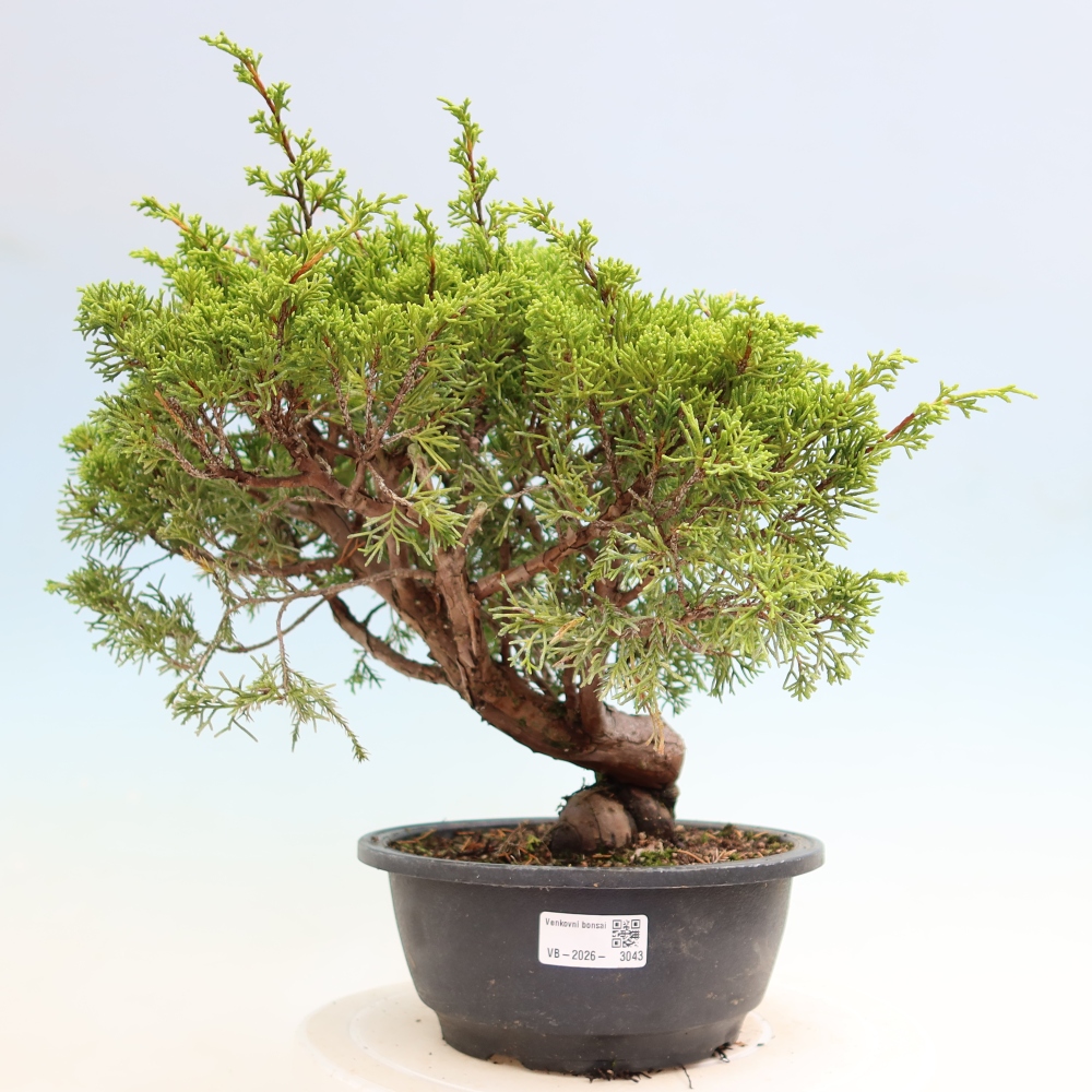 Bonsaï d'extérieur - Juniperus chinensis Itoigawa-Juniperus chinensis