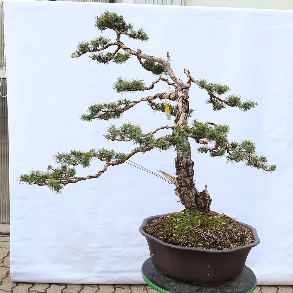 Pinus sylvestris Espagne - pin sylvestre