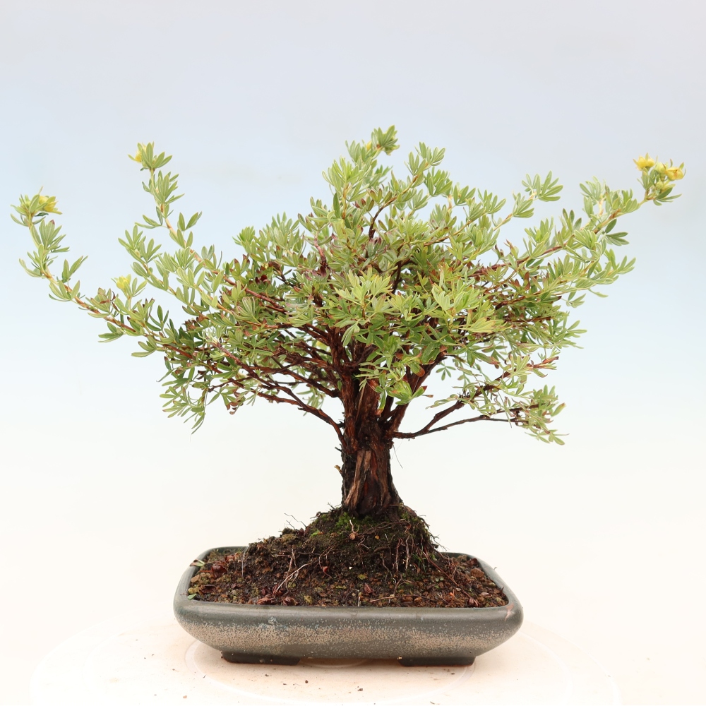 Bonsaï d'extérieur - Potentila fruticosa