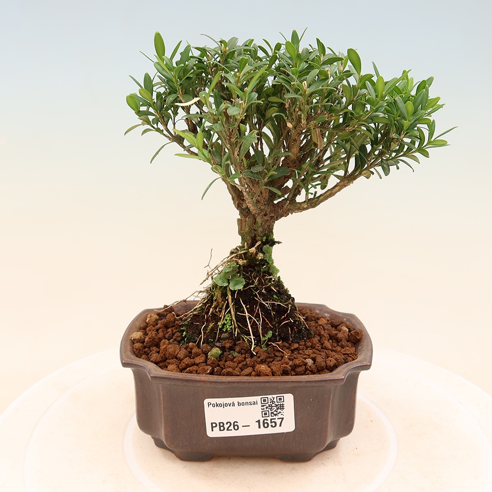 Bonsaï de chambre - Buxus harlandii - buxus liège