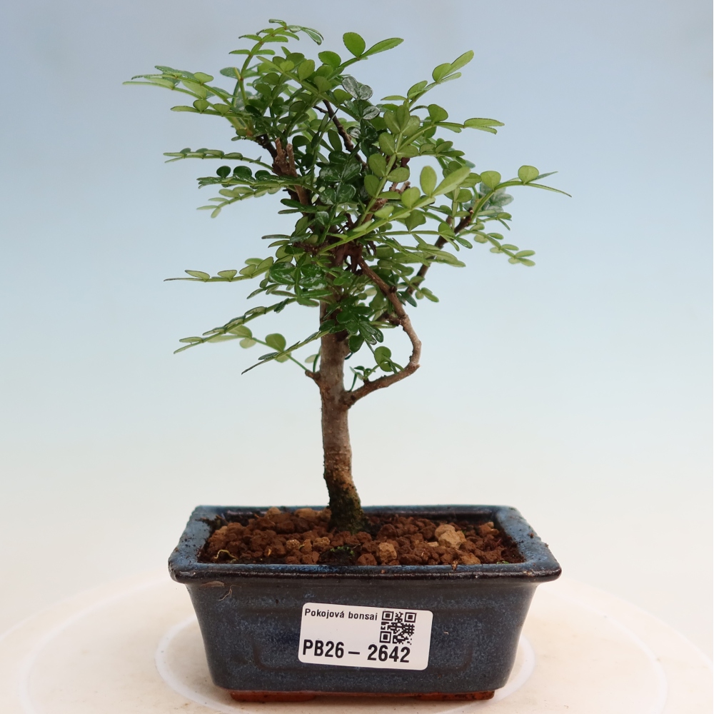 Salle bonsaï - Zantoxylum piperitum - arbre à poivre