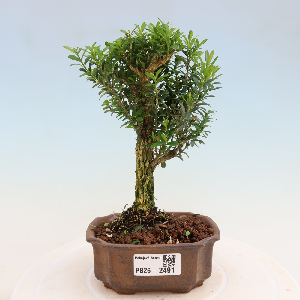Bonsaï de chambre - Buxus harlandii - buxus liège