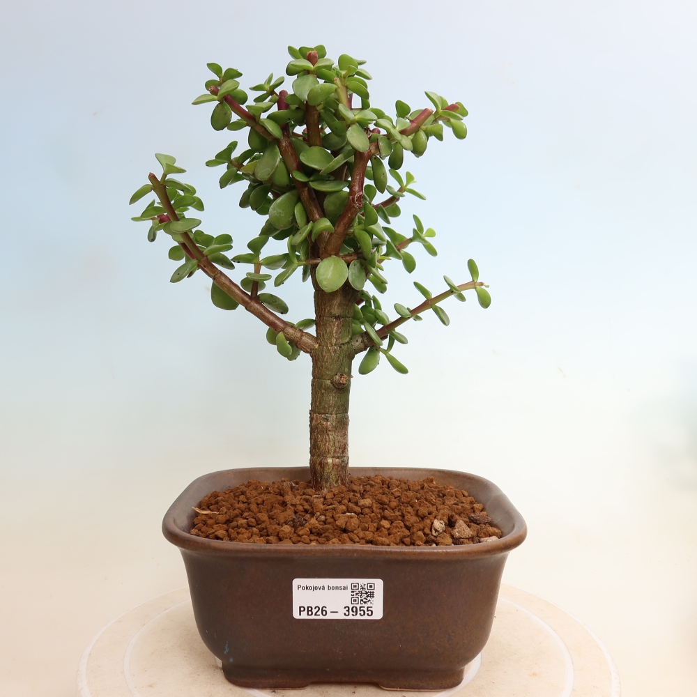 Bonsaï de chambre - Portulakaria Afra - Tlustice