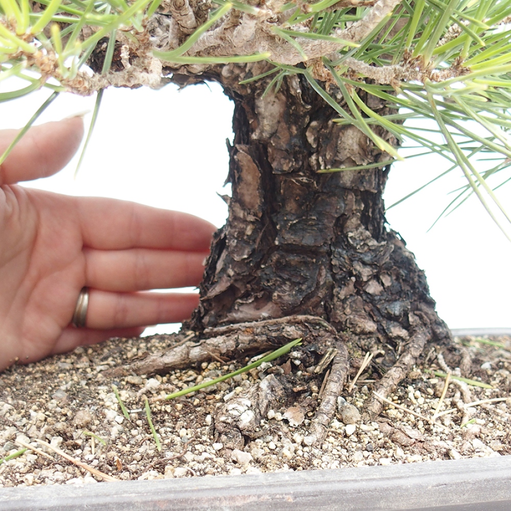 Bonsaï d'extérieur - Pinus thunbergii - Pin de Thunberg