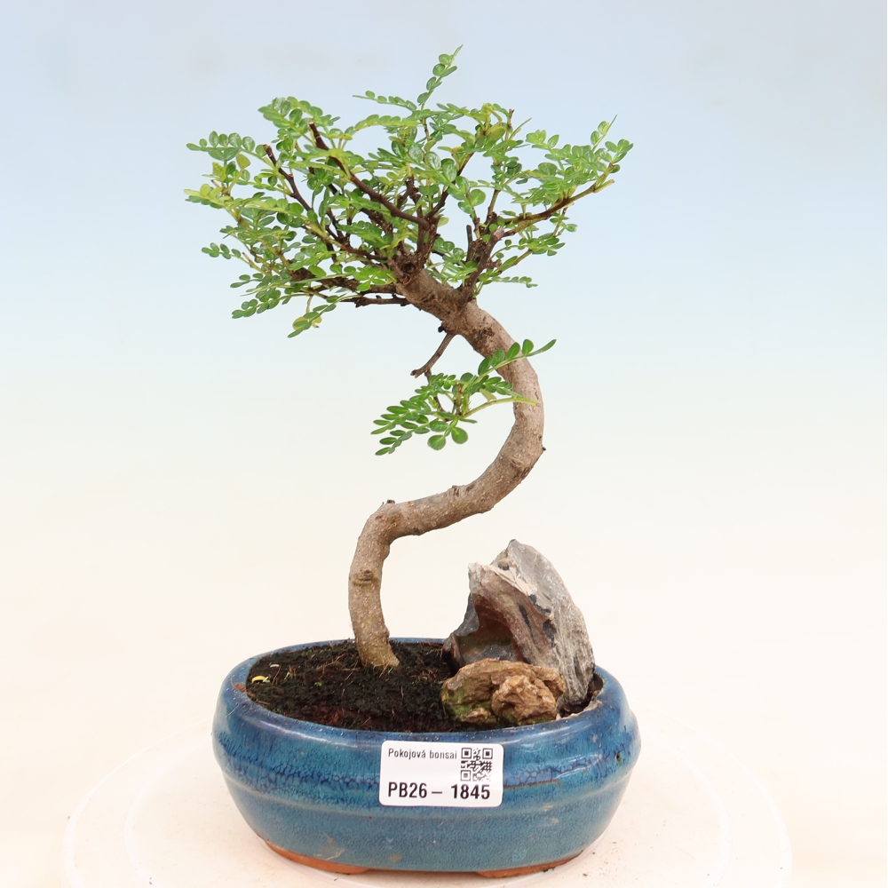 Salle bonsaï - Zantoxylum piperitum - arbre à poivre