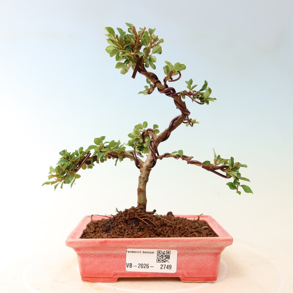 Bonsaï d'extérieur - Cotoneaster horizontalis - Rocky Mountain