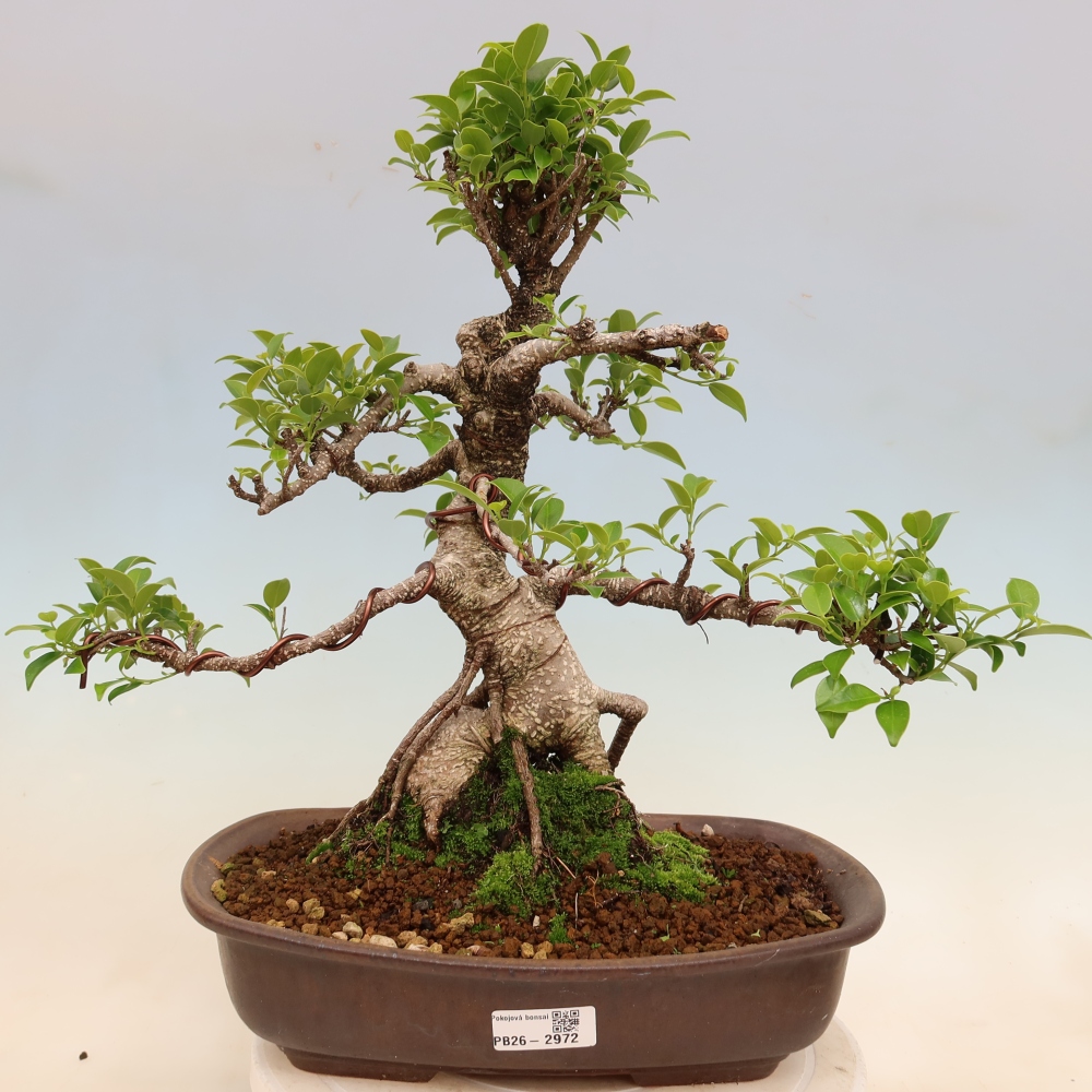 Salle bonsaï - Ficus kimmen - ficus à petites feuilles