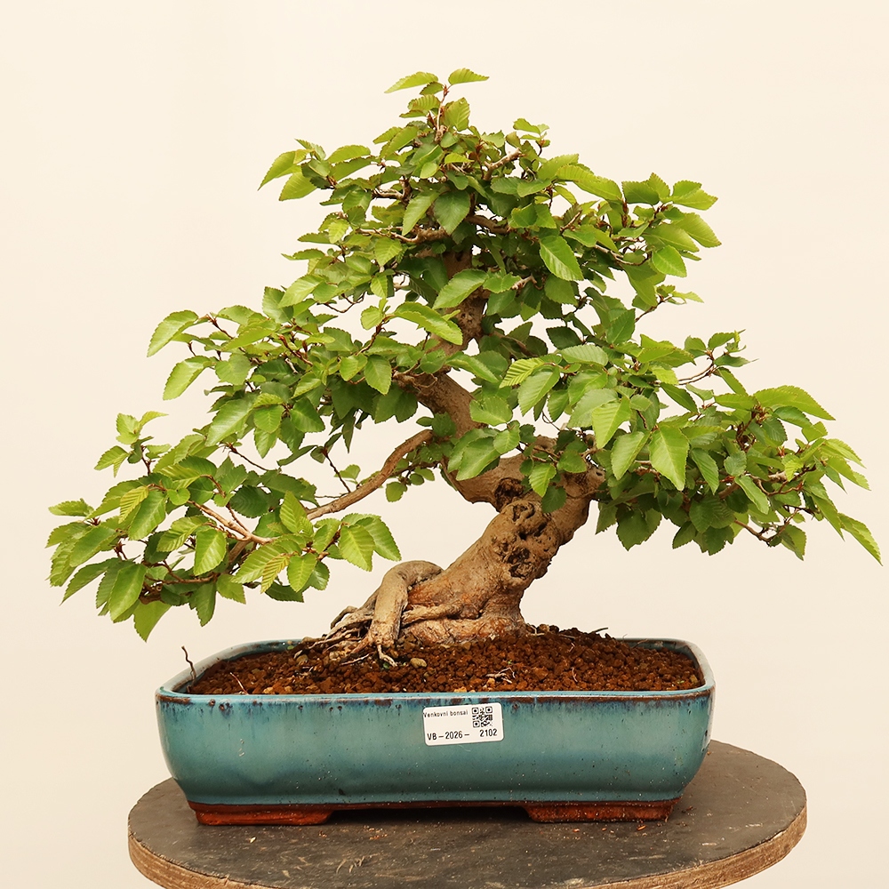 Bonsaï d'extérieur -Carpinus Coreana - Charme de Corée