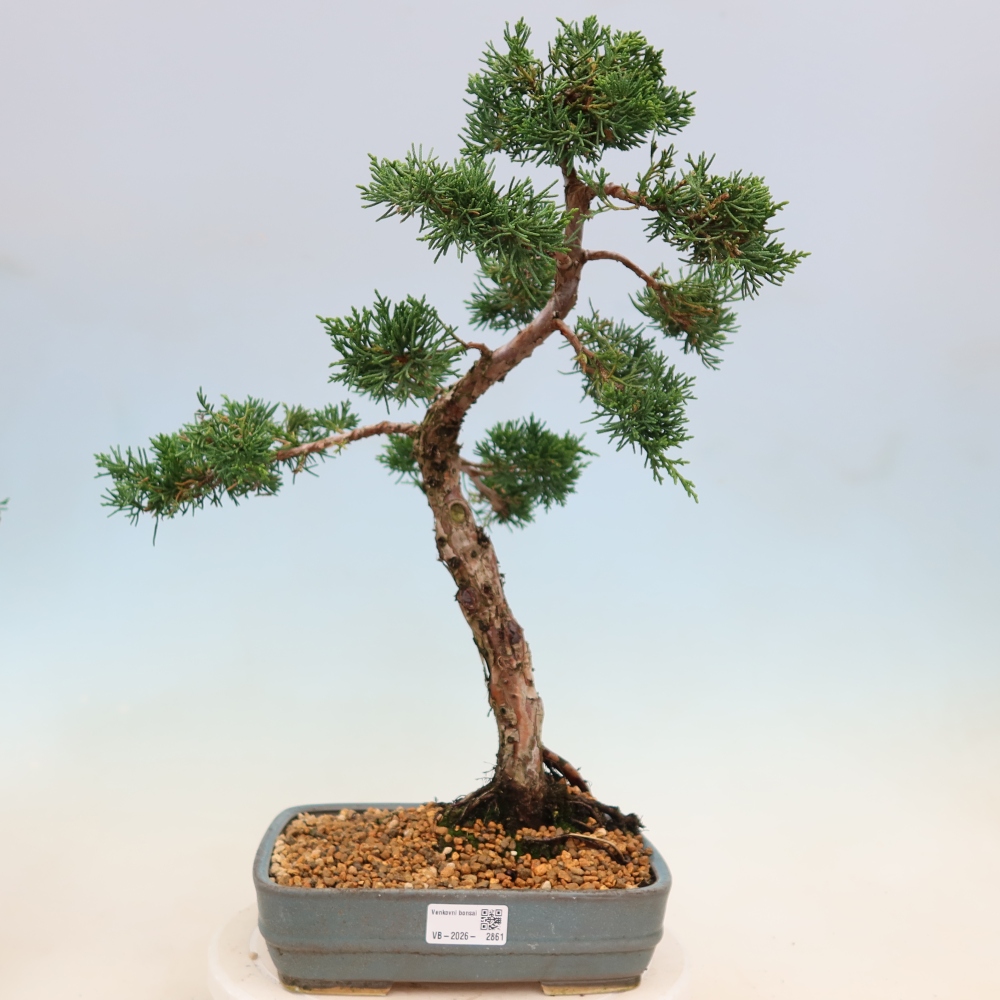 Bonsaï d'extérieur - Juniperus chinensis Kishu