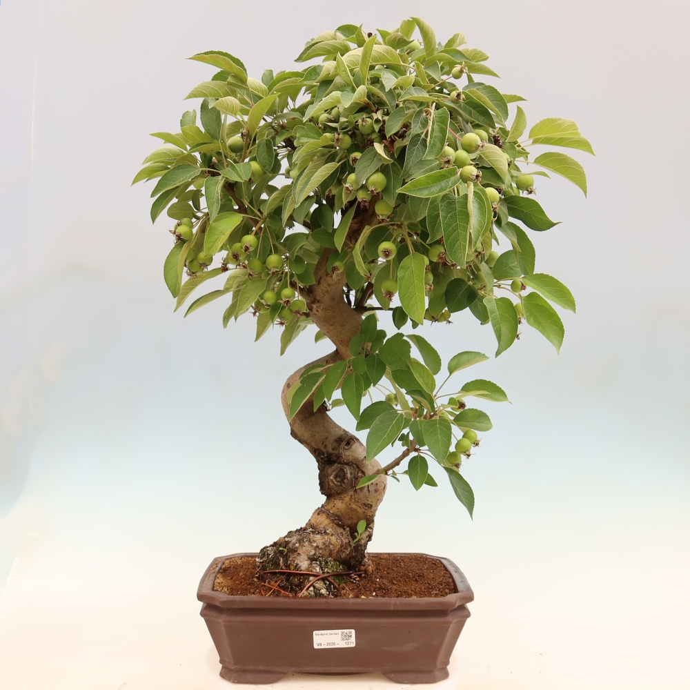 Bonsaï d'extérieur -Malus halliana - Pommier à petits fruits