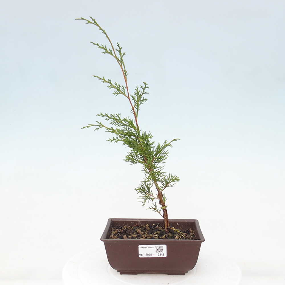 Bonsaï d'extérieur - Juniperus chinensis Itoigawa