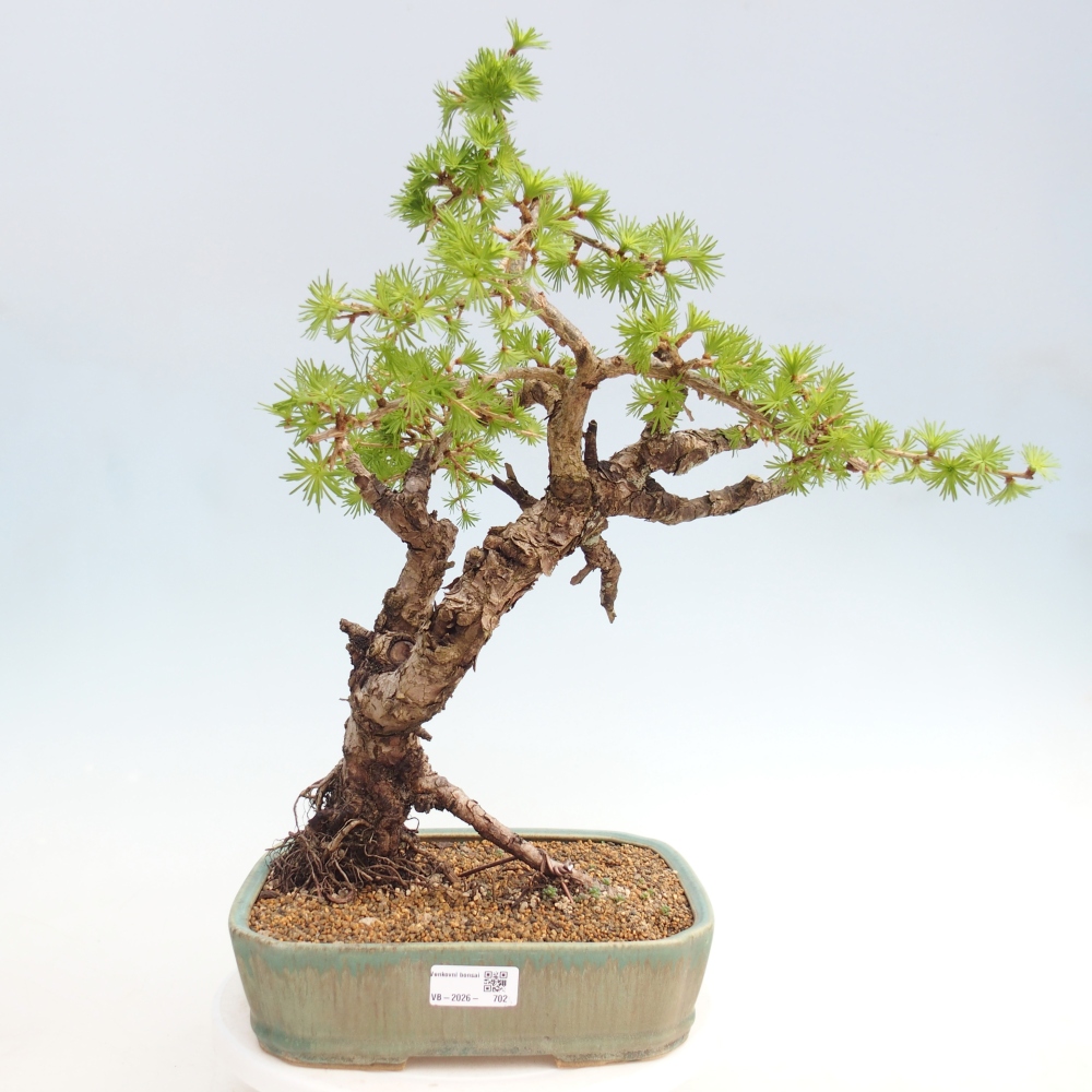 Bonsaï d'extérieur -Larix decidua - Mélèze - Transport sur palette uniquement