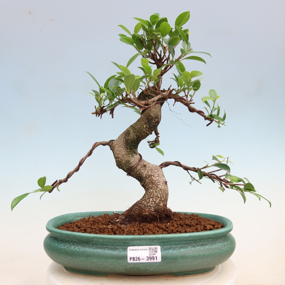 Salle bonsaï - Ficus kimmen - ficus à petites feuilles