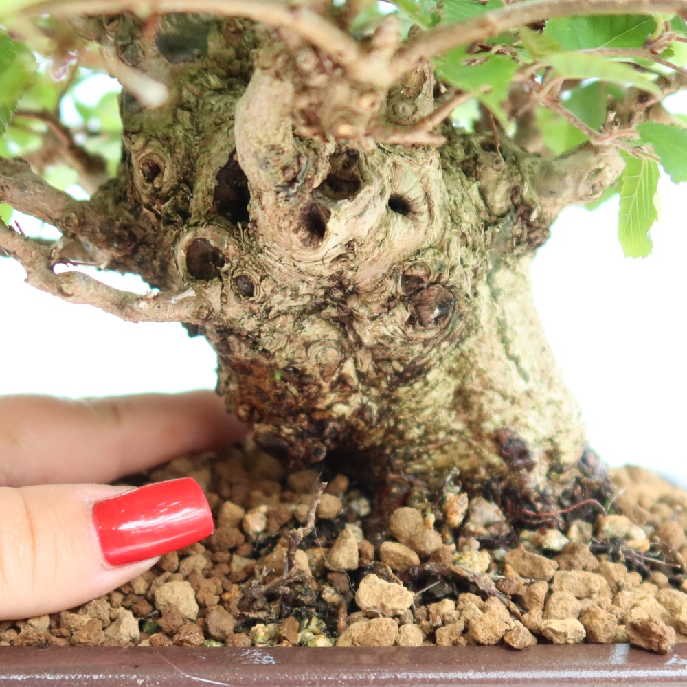 Bonsaï d'extérieur -Carpinus Coreana - Charme de Corée