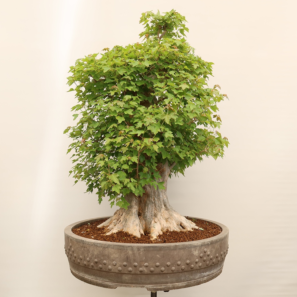 Bonsaï d'extérieur - Maple Burger - Acer Burgerianum