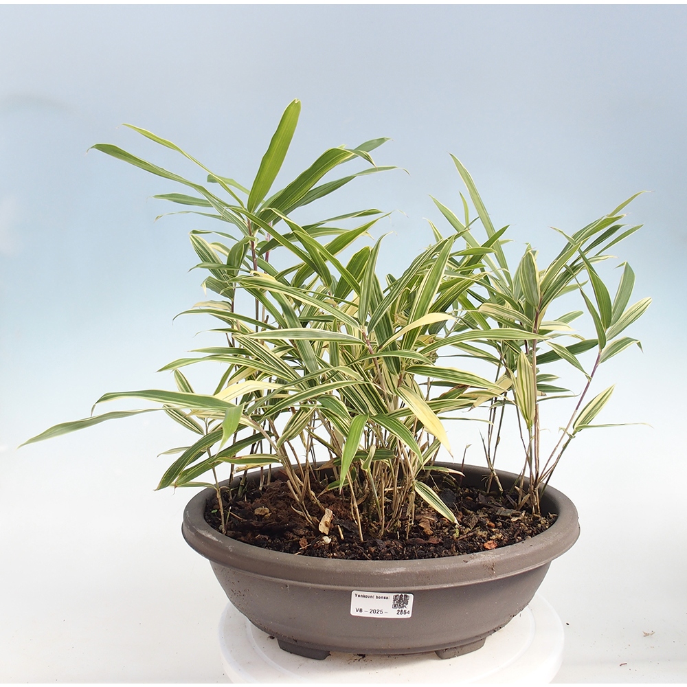 Bonsaï d'extérieur - Sasaella masamuneana Albostriata - Bambou