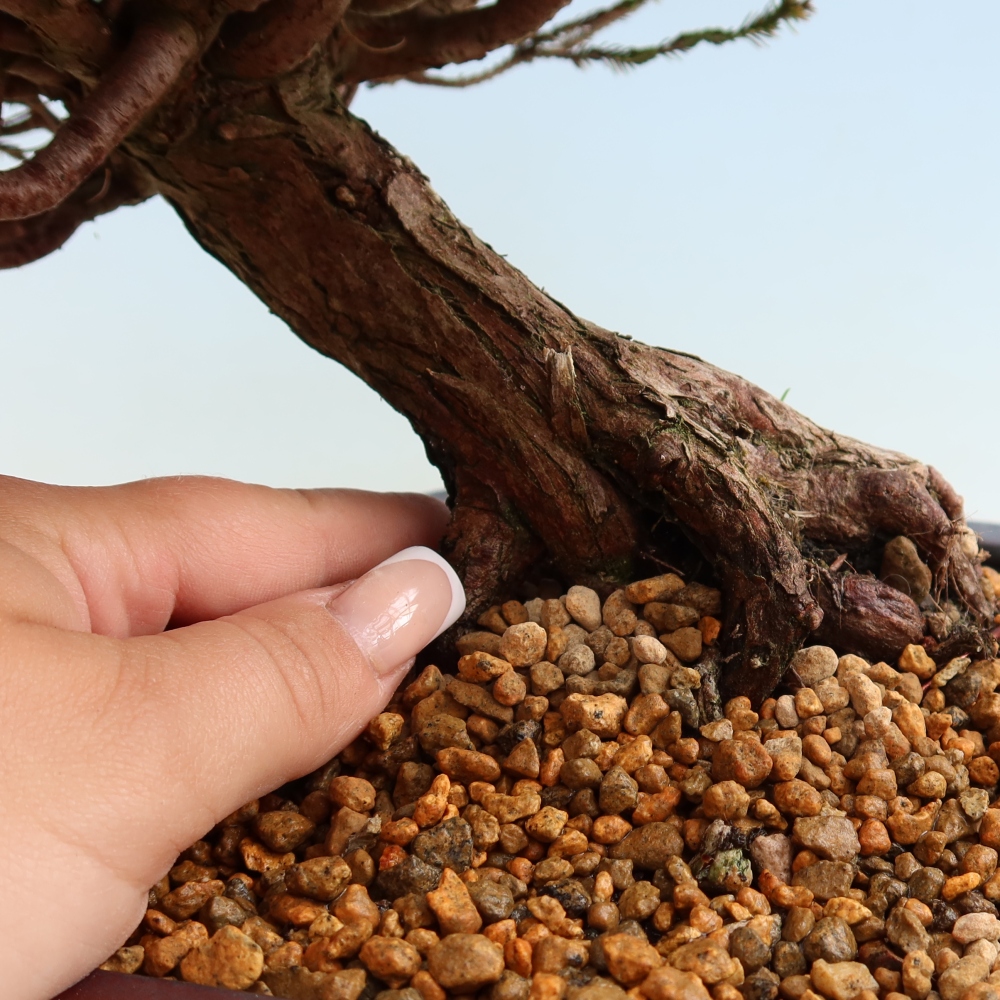 Bonsaï d'extérieur - Cryptomeria - Cryptomérie