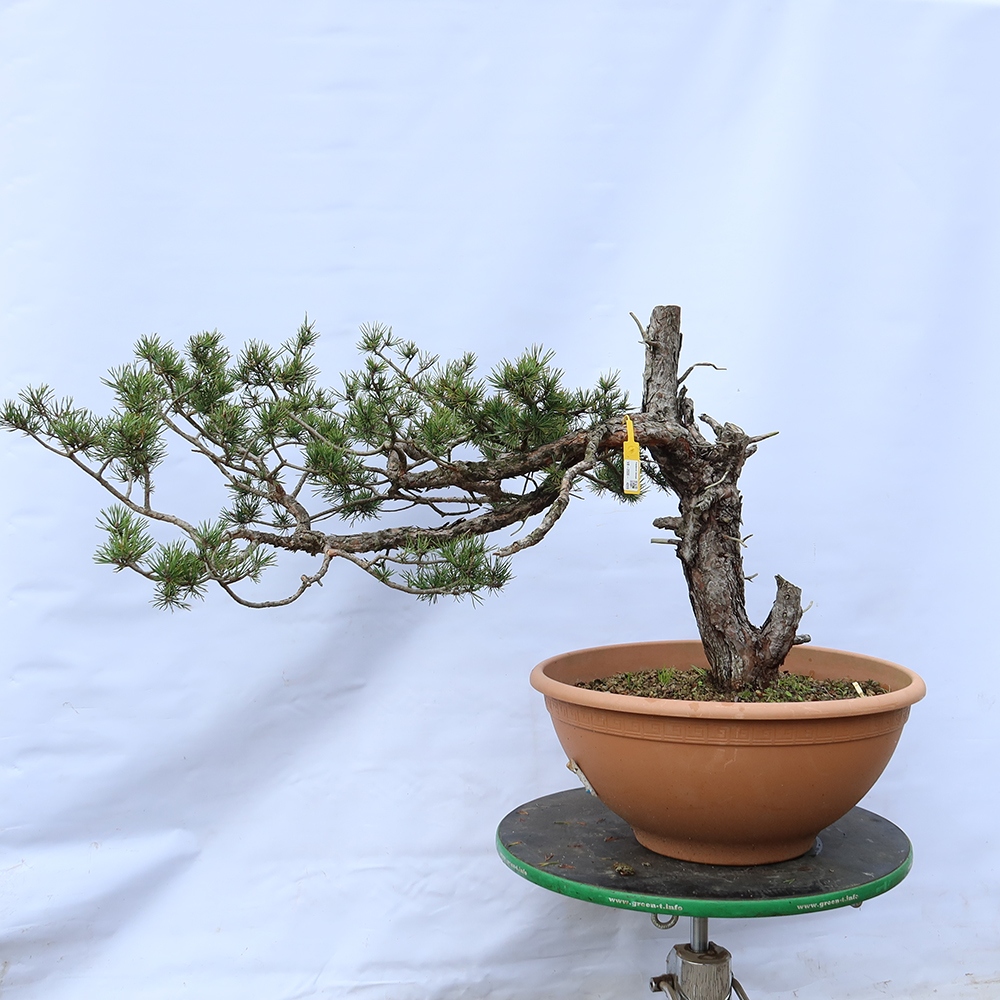 Pinus sylvestris Espagne - pin sylvestre
