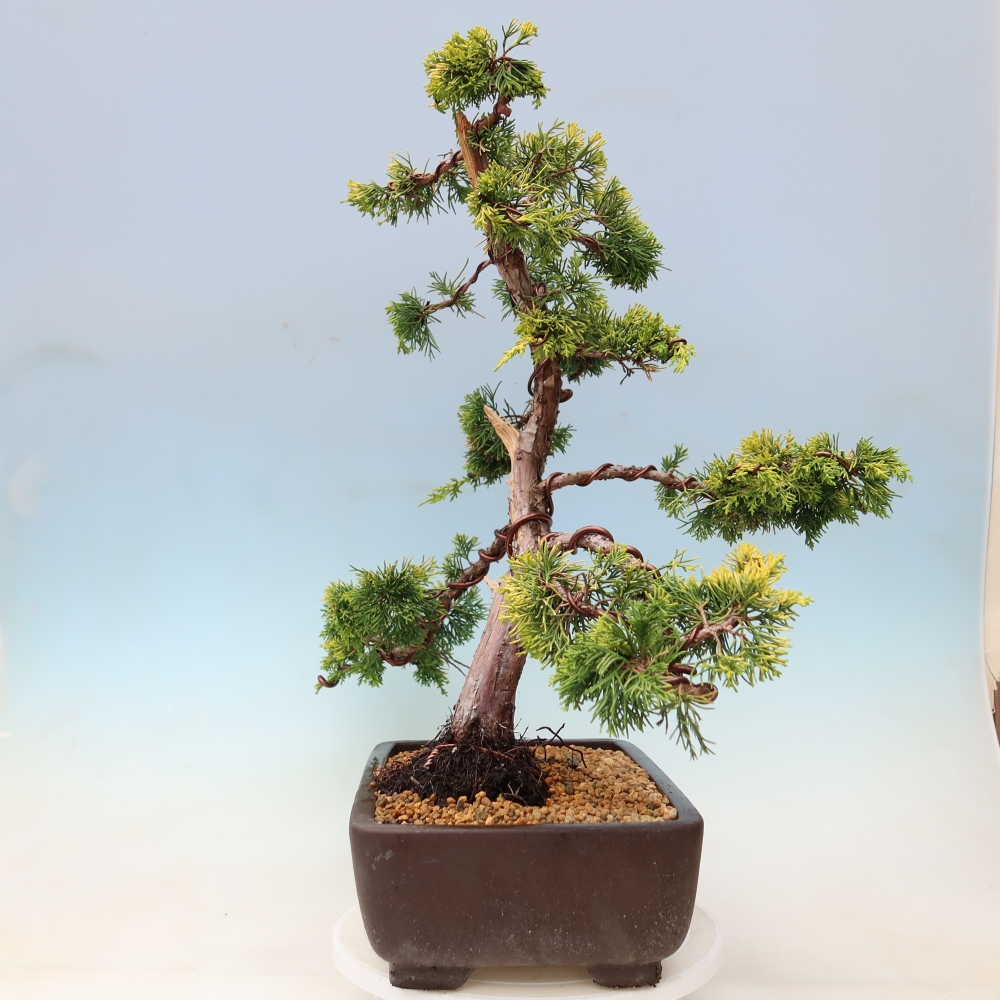 Bonsaï d'extérieur - Juniperus chinensis  aurea - Genévrier chinois doré
