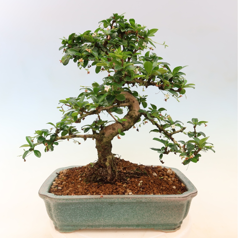 Bonsaï de chambre - Carmona macrophylla - Tea fuki
