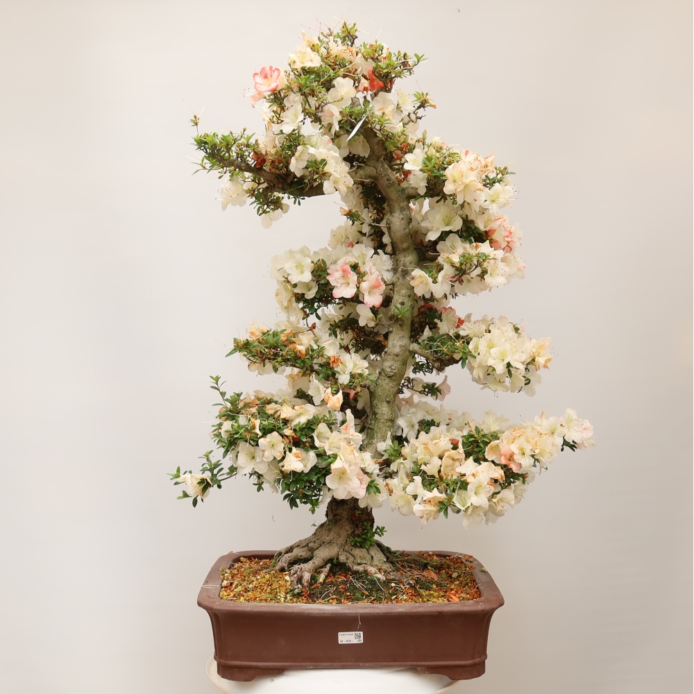 Bonsaï d'extérieur - Azalée japonaise - Azalea Tochizumi