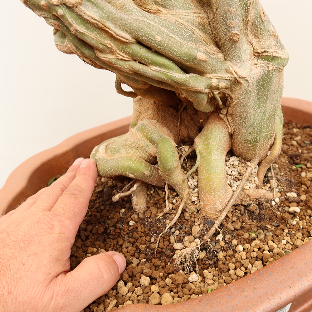 Bonsaï d'extérieur - Maple Burger - Acer Burgerianum