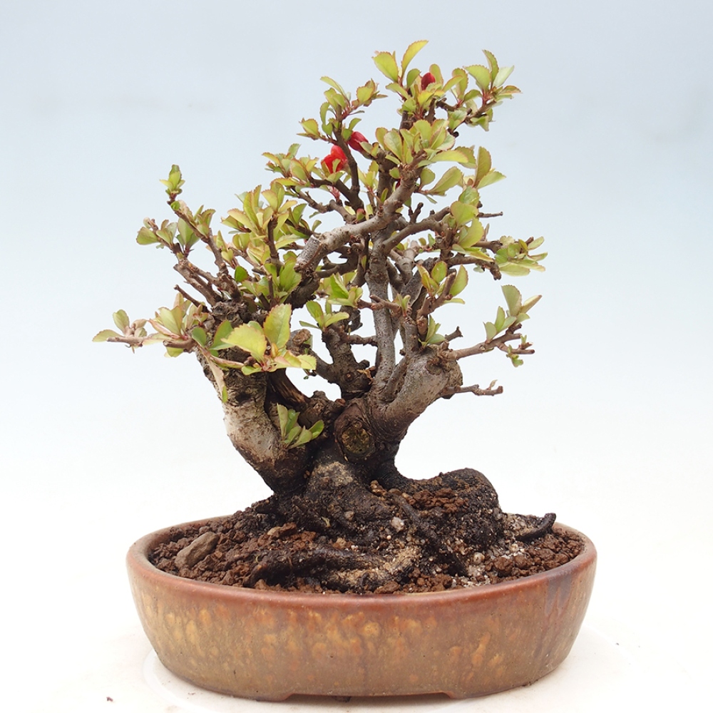 Bonsaï d'extérieur - Chaneomeles speciosa - Coing