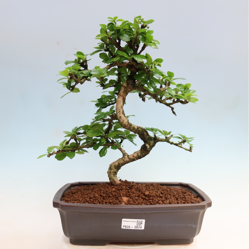 Bonsaï de chambre - Carmona macrophylla - Tea fuki