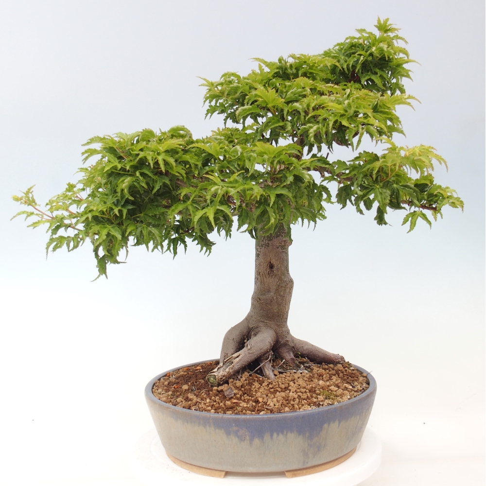 Bonsaï d'extérieur -Javor palm Acer palmatum Shishigashira