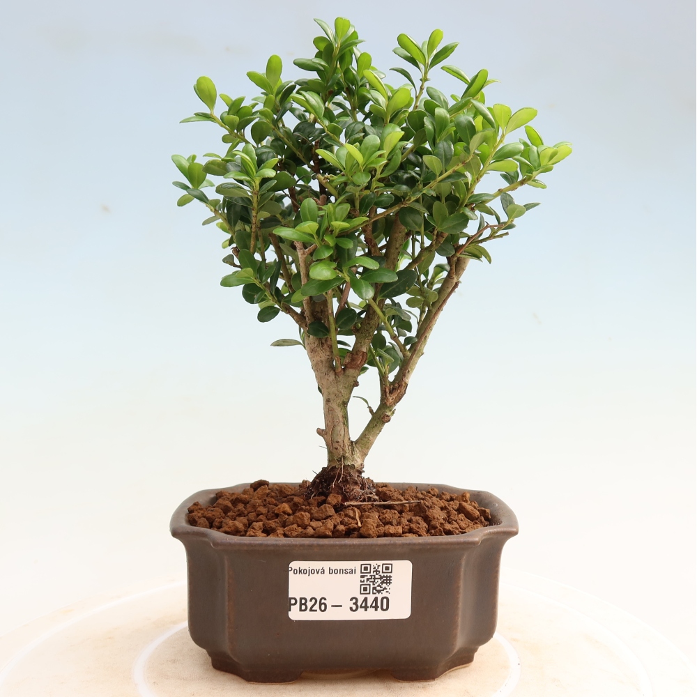 Bonsaï de chambre - Ilex crenata - Houx