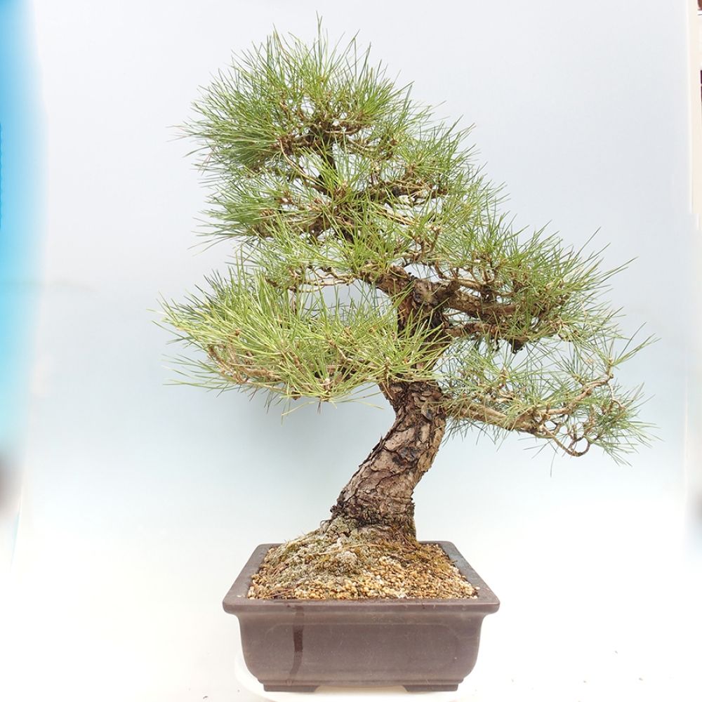 Bonsaï d'extérieur - Pinus thunbergii - Pin de Thunberg