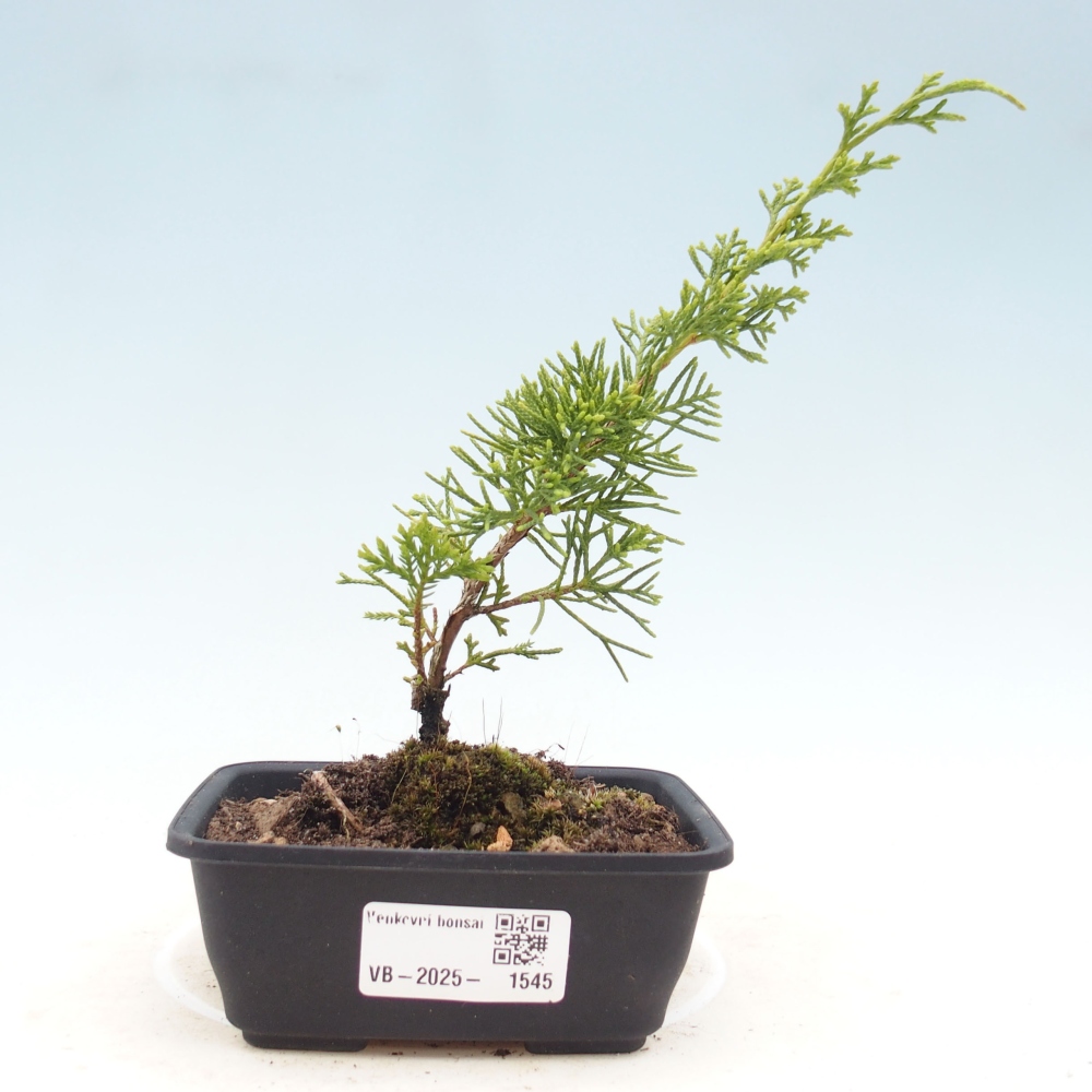 Bonsaï d'extérieur - Juniperus chinensis Itoigawa