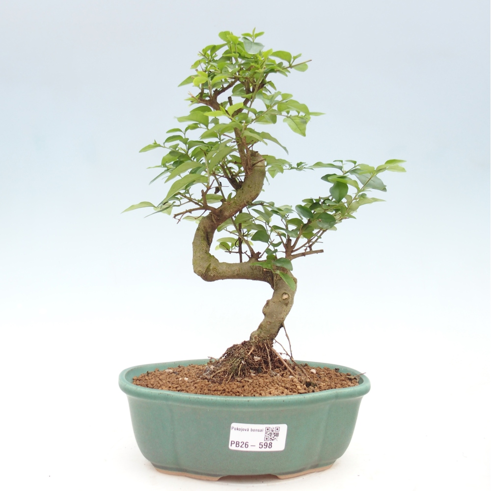 Bonsaï de chambre -Ligustrum chinensis - Bec d'oiseau