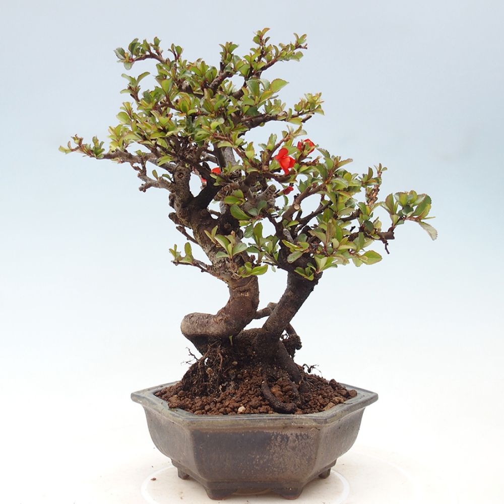 Bonsaï d'extérieur - Chaneomeles speciosa - Coing
