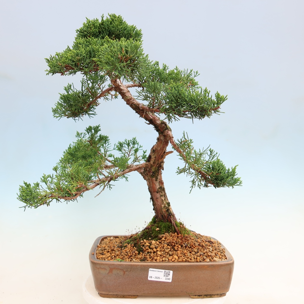 Bonsaï d'extérieur - Juniperus chinensis Kishu