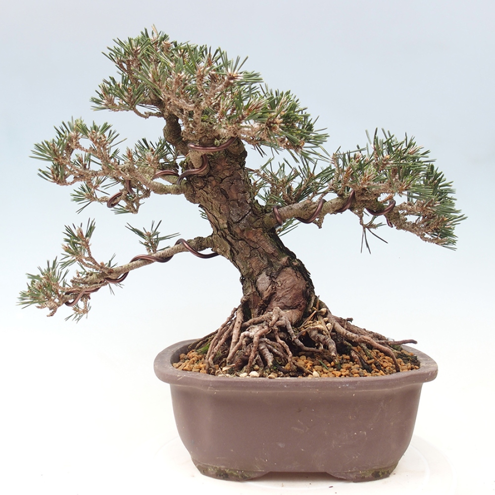Bonsaï d'extérieur - Pinus thunbergii Kotobuki - Pin de Thunberg