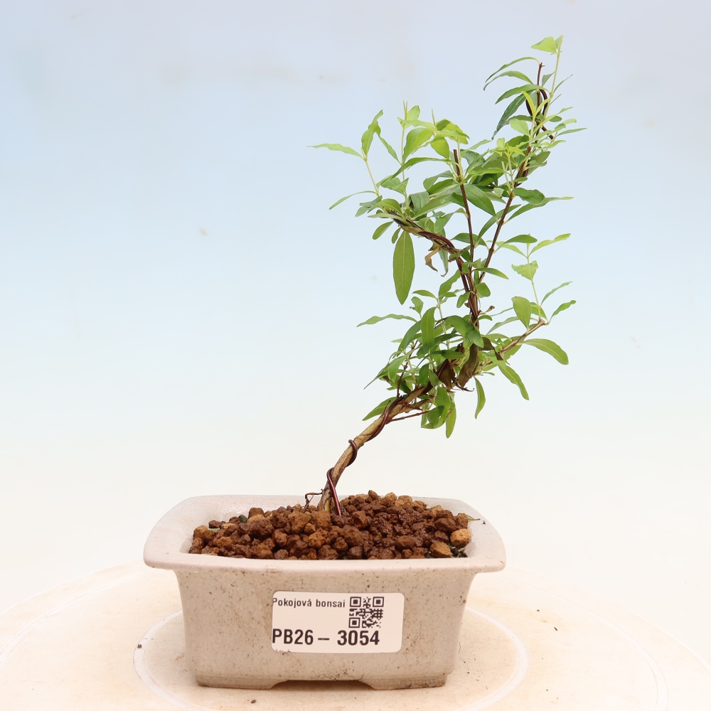 Bonsaï de chambre-PUNICA granatum nana-Pomme grenat