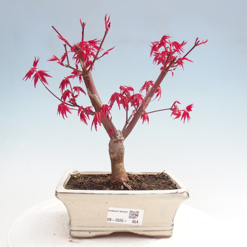 Bonsaï d'extérieur - Acer palmatum DESHOJO