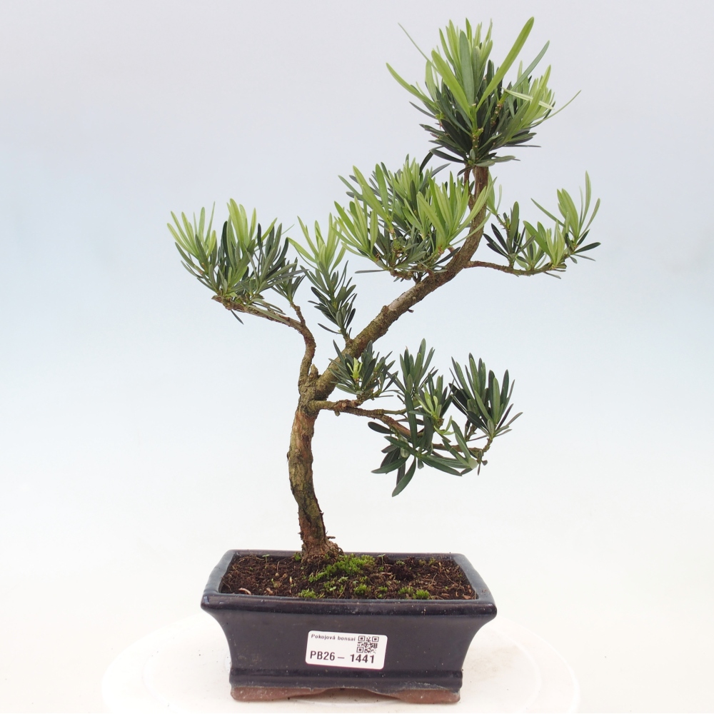 Salle bonsaï - Podocarpus - If en pierre