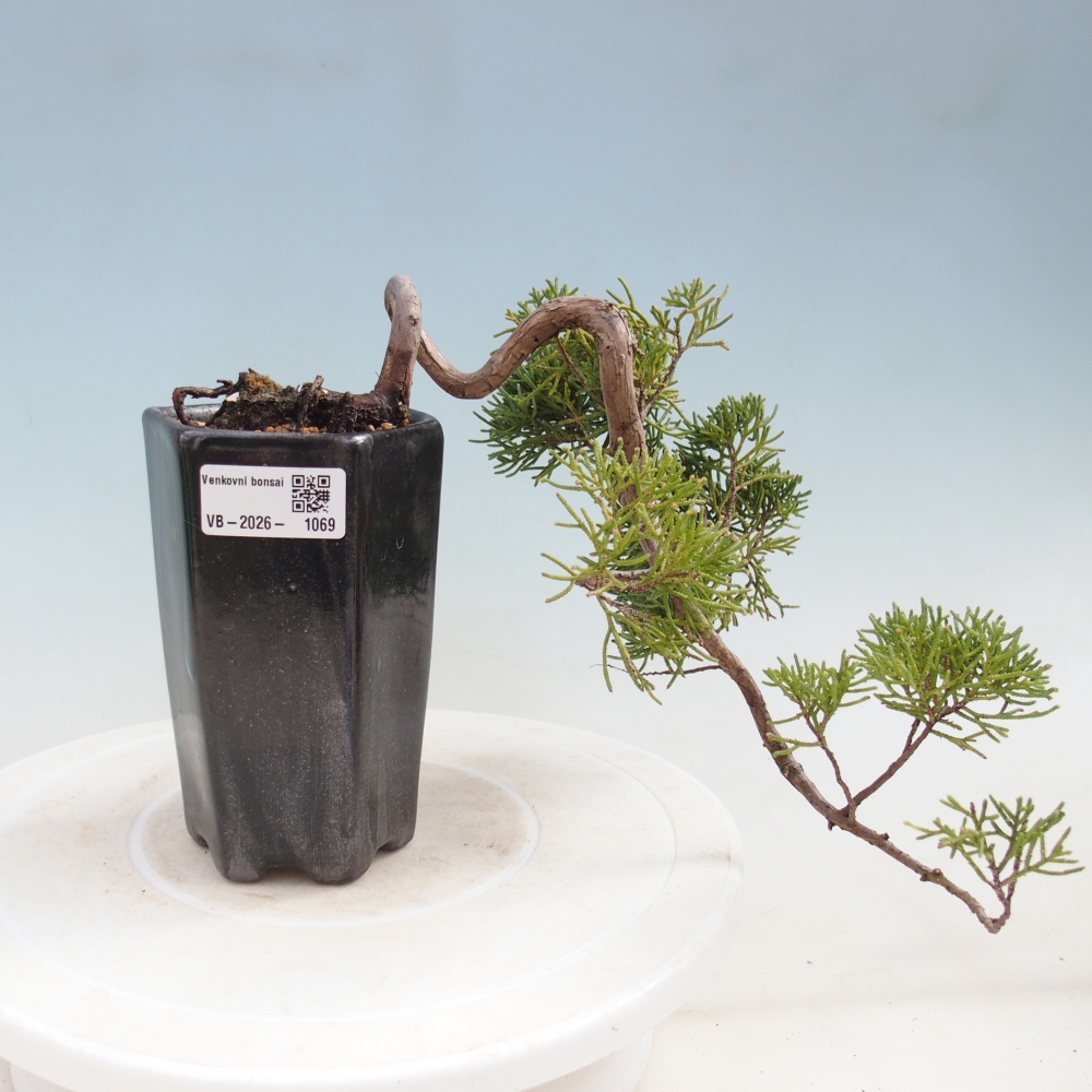 Bonsaï d'extérieur - Juniperus chinensis Kishu