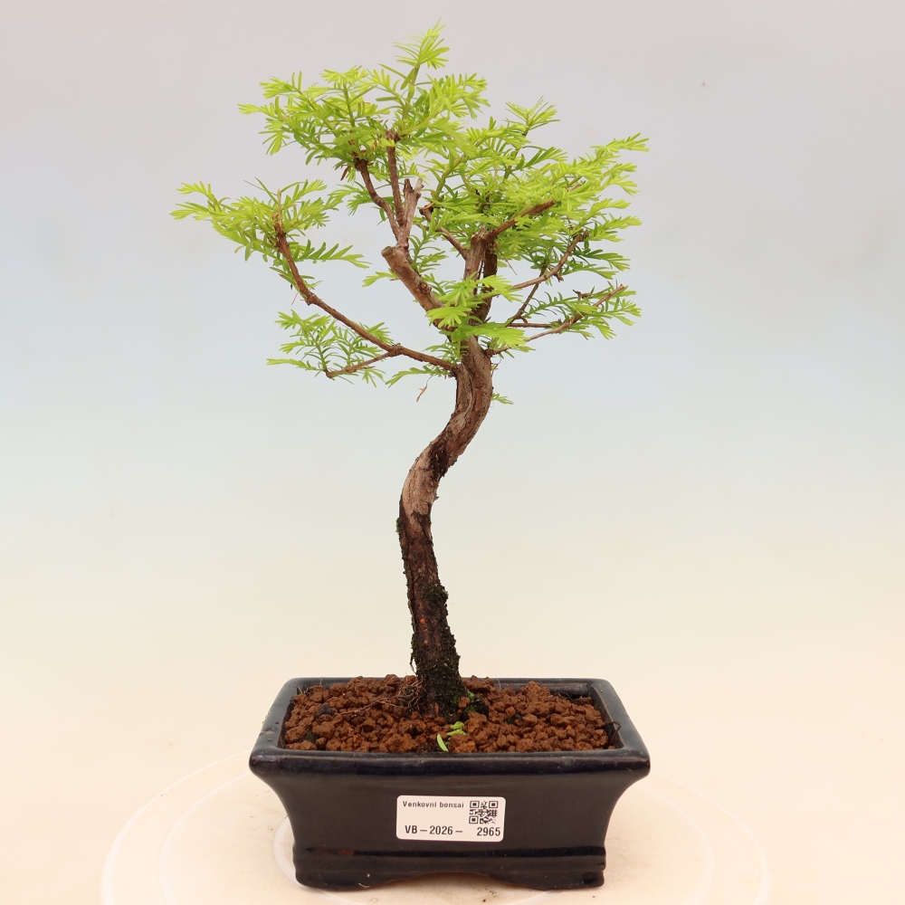 Bonsaï d'extérieur - Metasequoia glyptostroboides - Metasequoia chinois