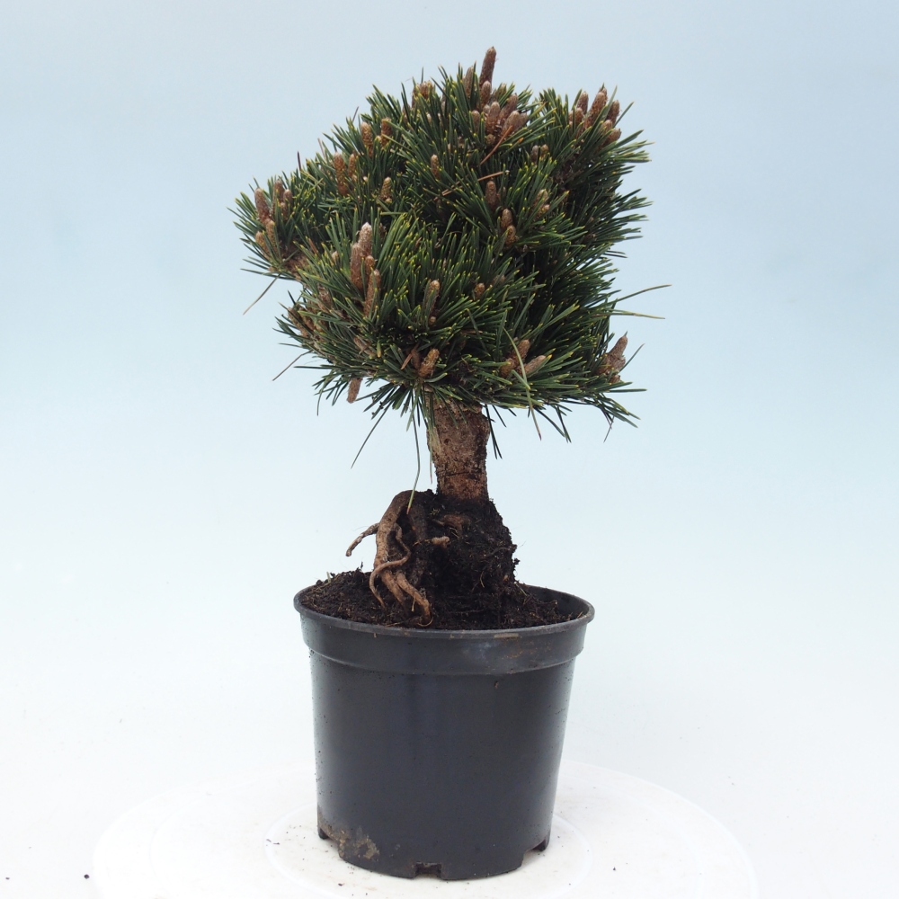 Bonsaï d'extérieur - Pinus thunbergii senjyumaru - Pin de Thunberg