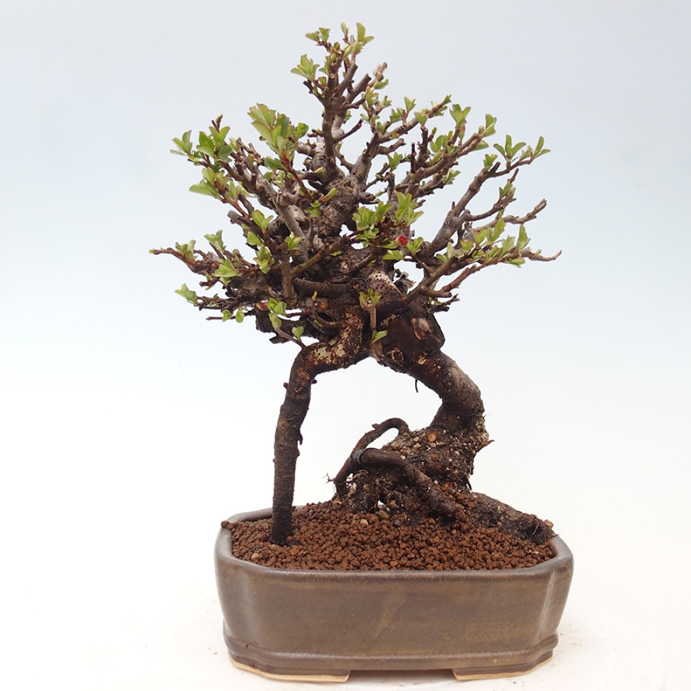 Bonsaï d'extérieur - Chaneomeles speciosa - Coing