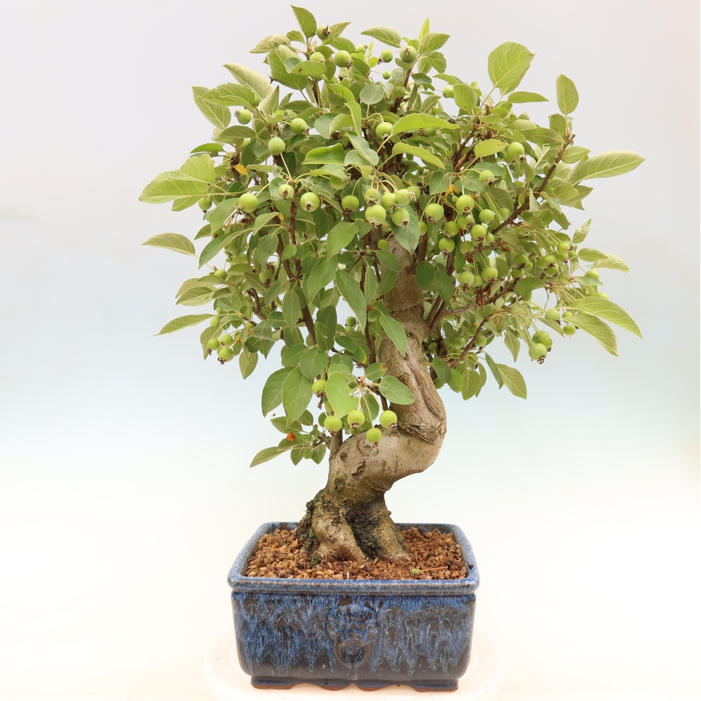 Bonsaï d'extérieur -Malus halliana - Pommier à petits fruits