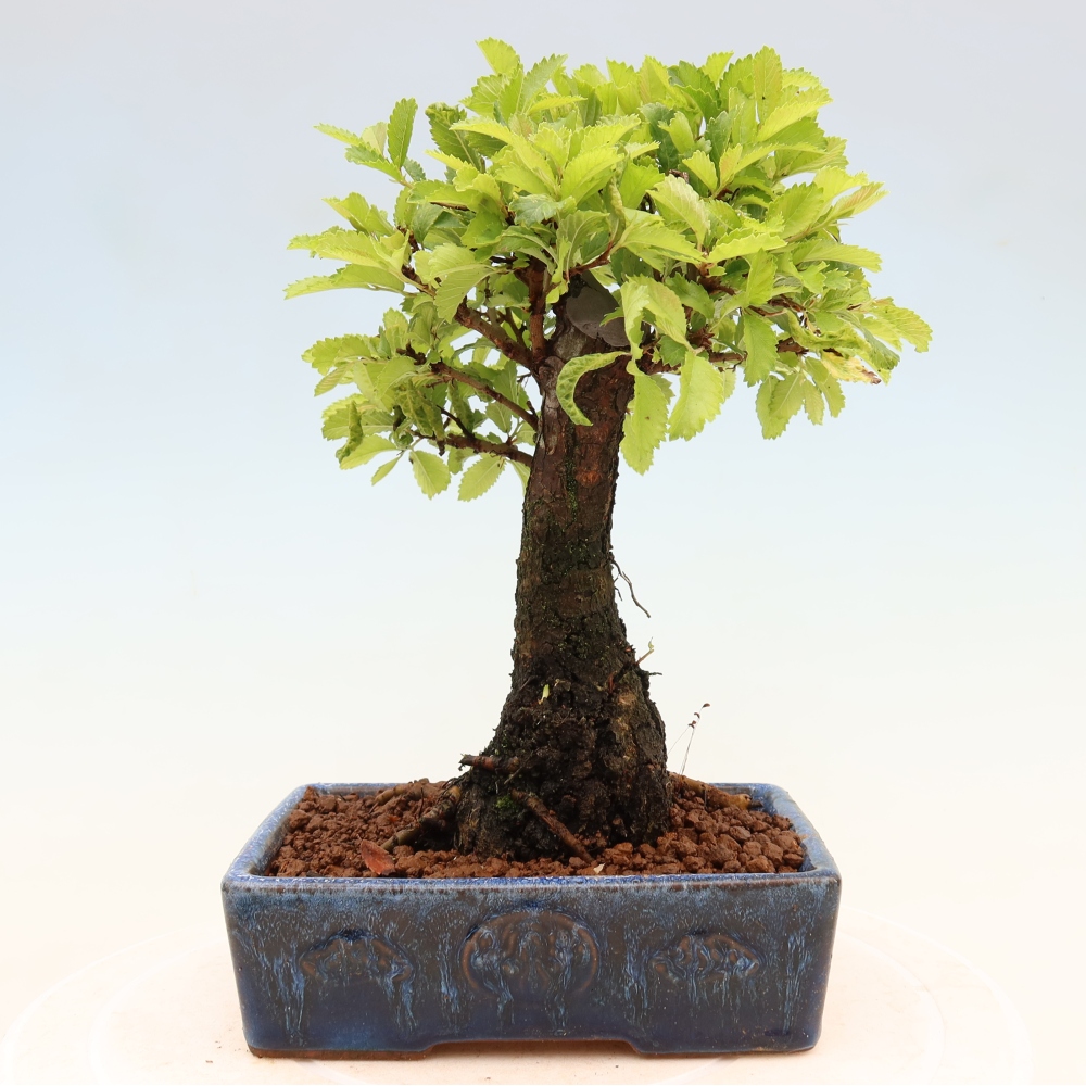 Bonsaï d'extérieur - Zelkova - Zelkova NIRE