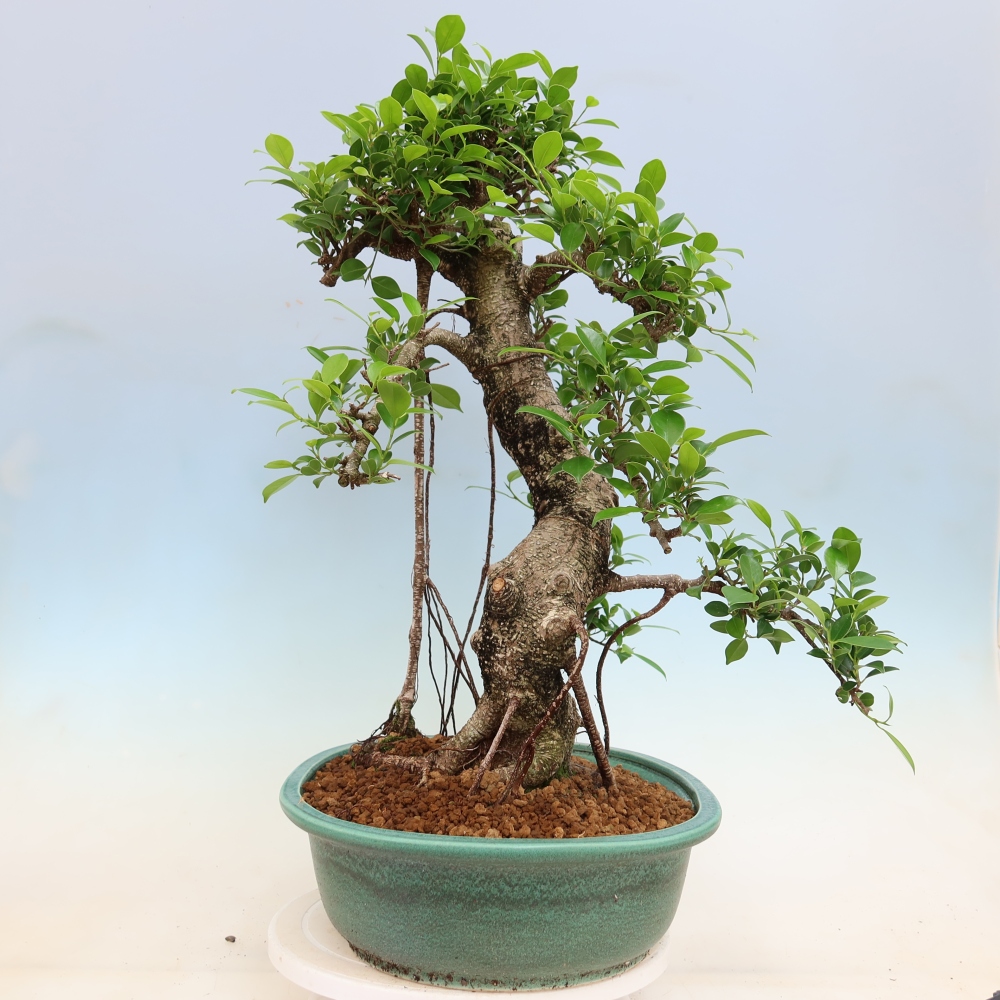 Salle bonsaï - Ficus kimmen - ficus à petites feuilles