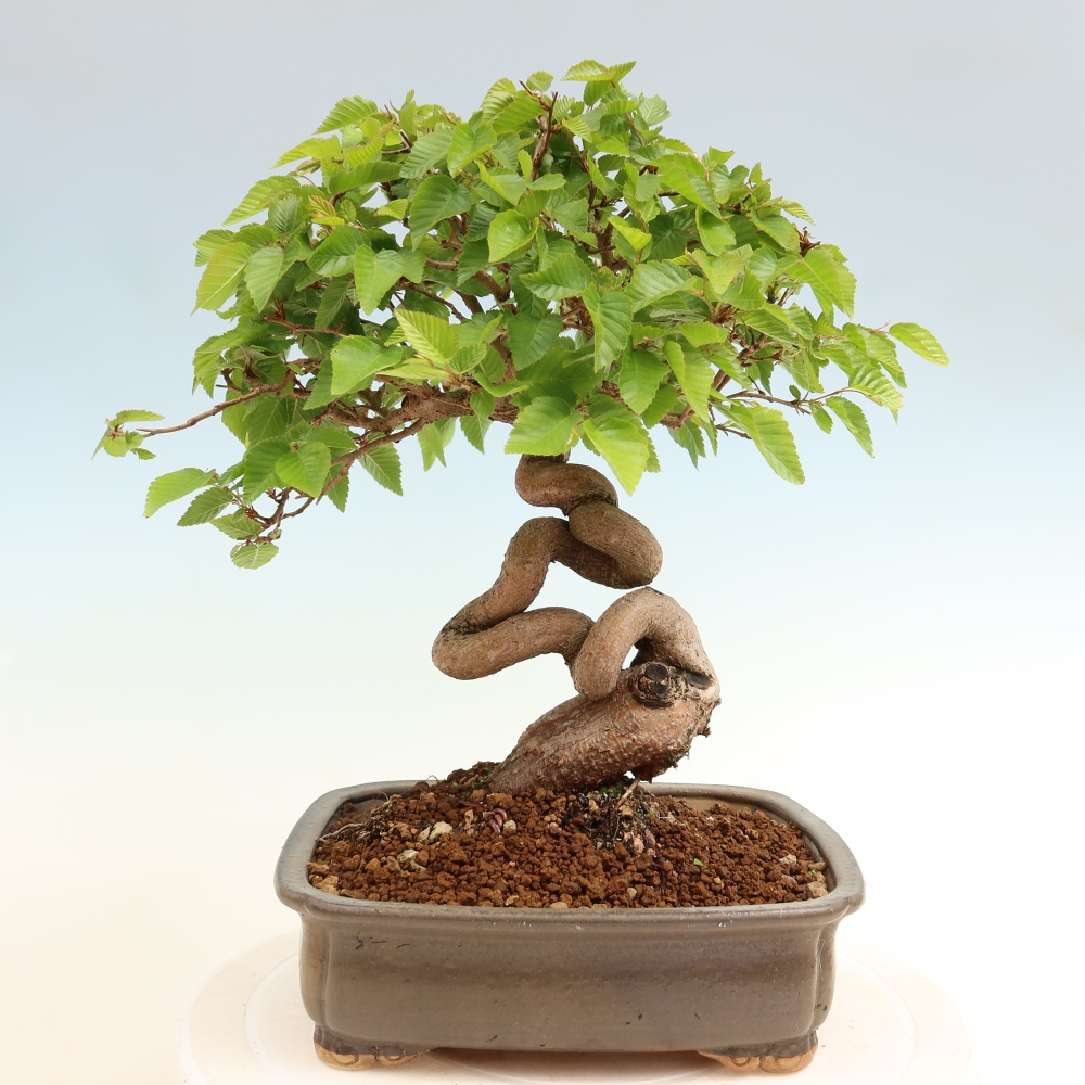 Bonsaï d'extérieur -Carpinus Coreana - Charme de Corée