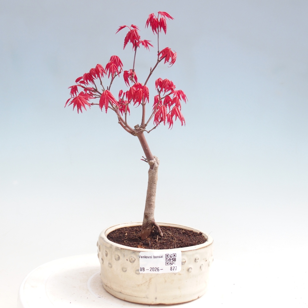 Bonsaï d'extérieur - Acer palmatum DESHOJO