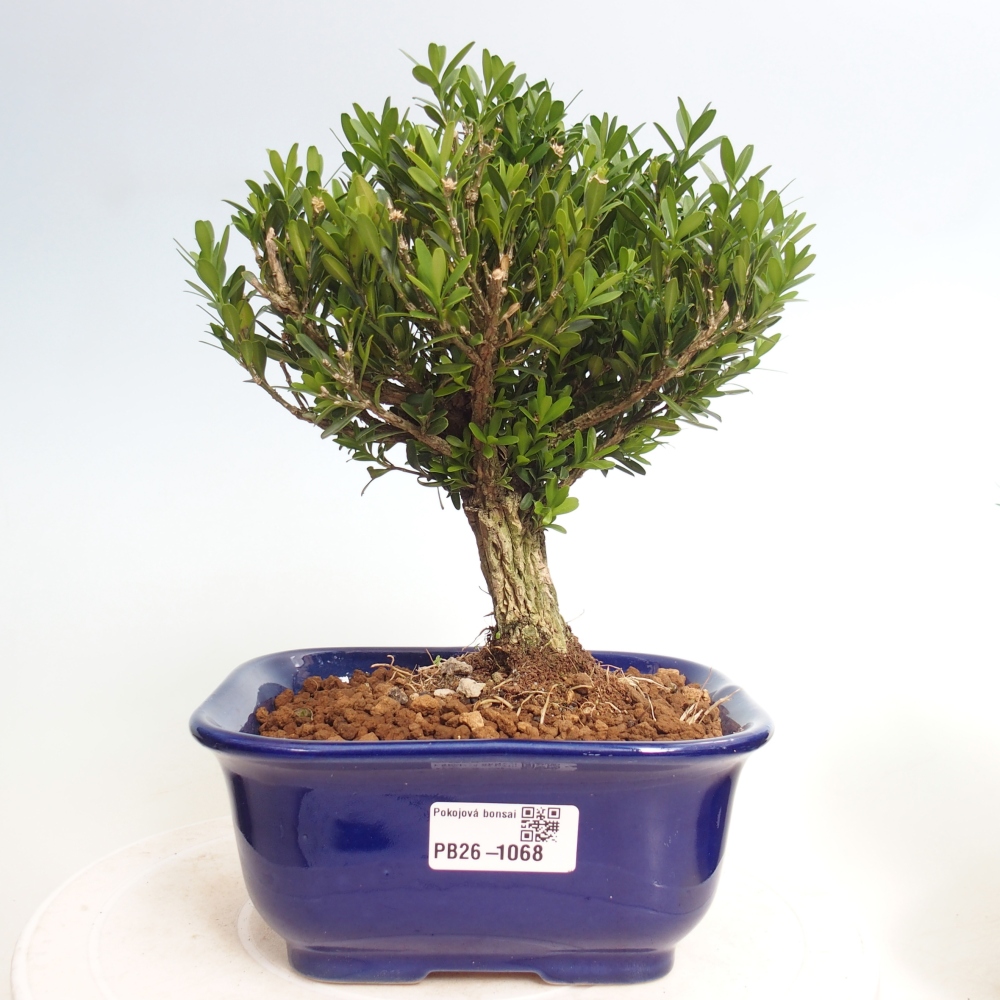 Bonsaï de chambre - Buxus harlandii - buxus liège